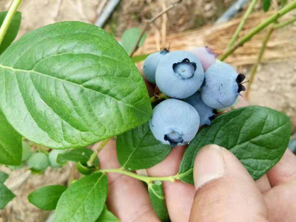 奥尼尔蓝莓苗