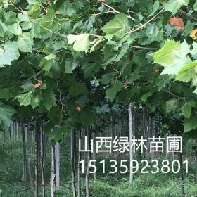 山西绿林苗圃供应5公分法桐//8公分法桐