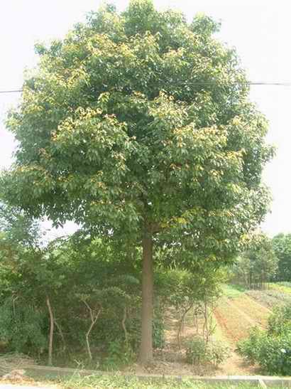 香樟樹(shù)