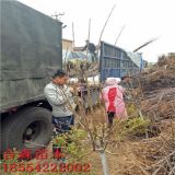 红肉苹果树苗、红肉苹果树苗价格、红肉苹果树苗基地