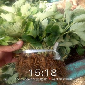 妙香七号草莓苗一棵多少钱 草莓苗几年结果