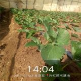 草莓苗1棵多少價格 妙香七號草莓苗種植示范基地