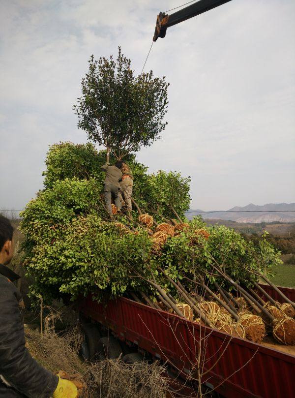 高桿紅葉石楠價格