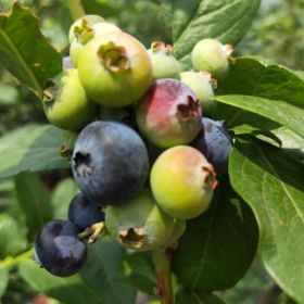 蓝莓苗哪里有 银悦苗木蓝莓基地介绍蓝莓的施肥时间和施肥方法