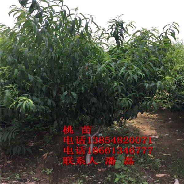 3公分水蜜桃树苗