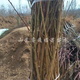 中油蟠5桃苗价格3元 高80cm-100cm 价格表