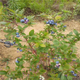 1年公爵藍莓苗價格、公爵藍莓苗