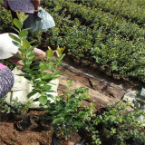 3年綠寶石藍莓苗價格、綠寶石藍莓苗