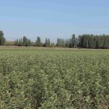 苹果苗批发 质量好的苹果苗基地 苹果树苗种植技术