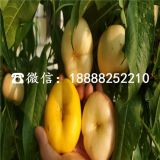 中油蟠7-7蟠桃树苗，中油蟠7-7蟠桃树苗一棵多少钱，中油蟠7-7蟠桃树苗哪里有卖