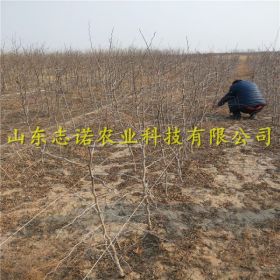 沾化冬枣二代枣树苗、沾化冬枣二代枣树苗基地