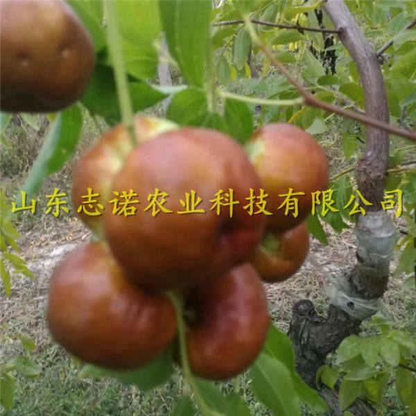 龙须枣枣