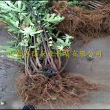 紫蕾无花果苗、紫蕾无花果树苗、紫蕾无花果树苗报价