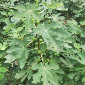 金傲芬无花果 无花果基地一棵多少钱