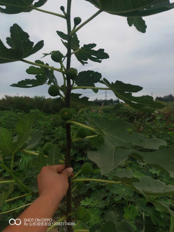 無花果樹苗種植技術(shù)