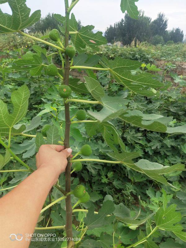 哪里卖无花果