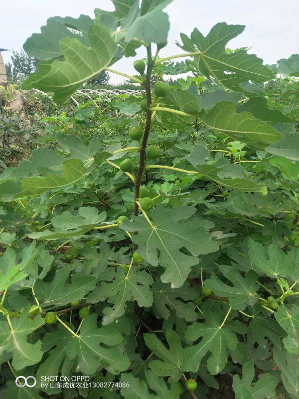 無花果樹苗種植技術(shù)