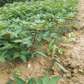 种植青花椒苗基地直销量大优惠