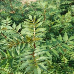 种植青花椒苗荒山绿化种植管理修剪