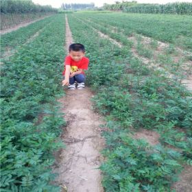 山东青花椒苗荒山绿化种植管理修剪