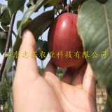 中華紅梨樹苗、中華紅梨樹苗供應基地