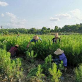 臨滄濕地松苗_安寧濕地松哪兒有售-美洋洋綠化