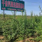 連翹苗-千畝藥用連翹苗批發(fā)種植基地