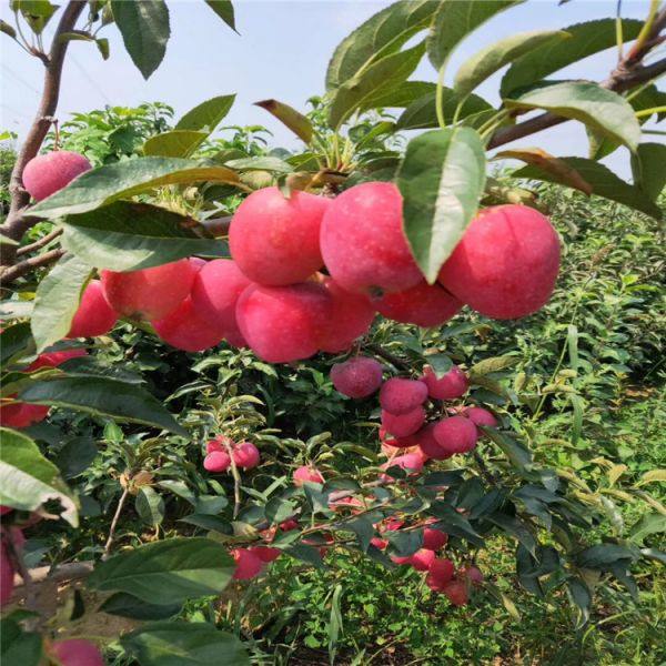 柱状苹果树苗