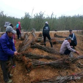 神富6号苹果苗、神富6号苹果苗出售