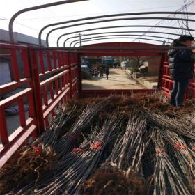 嘎啦苹果苗基地、嘎啦苹果苗出售多少钱