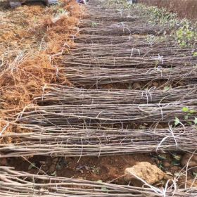 出售苹果苗基地、苹果苗价格多少钱