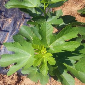 一年青皮无花果树苗如何种植无花果树苗