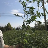 1年大紅袍花椒苗、2年獅子頭花椒苗