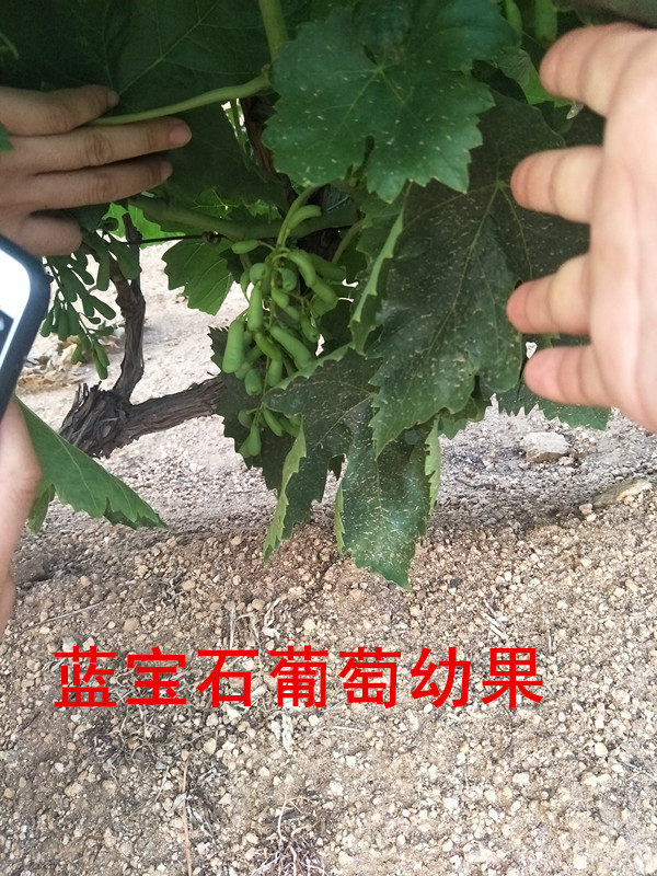 藍寶石葡萄苗