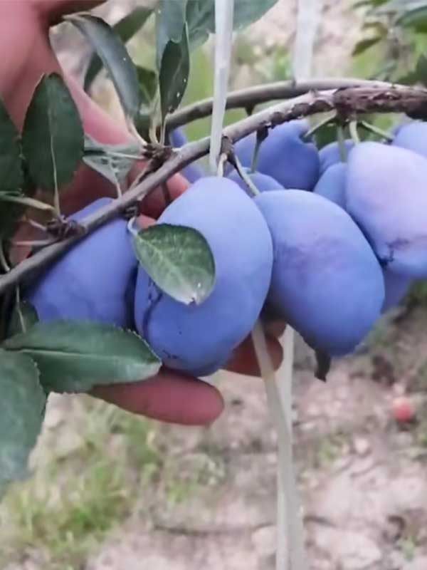 西梅藍(lán)蜜李子苗