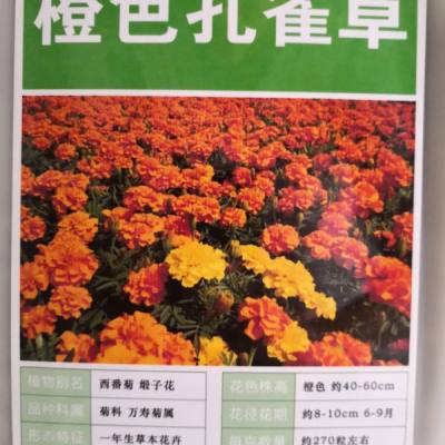 橙色孔雀草種子花期多久？每克約多少粒種子？