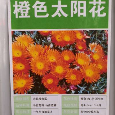 橙色太陽花種子從種植到開花需要多久？