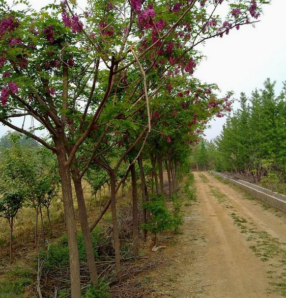 香花槐