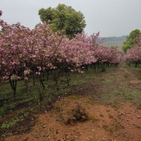 长势好品相佳无中介有售后的樱花由江西九江庆华基地产地直销