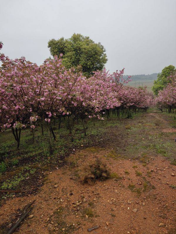 樱花