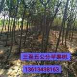 出售3公分苹果树_4公分苹果树_绿化占地苹果树量大