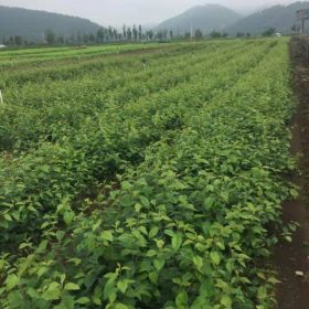 辽宁水榆花楸苗 基地水榆花楸苗多少钱一棵