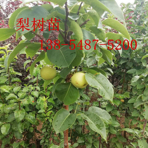 晚熟梨樹(shù)苗