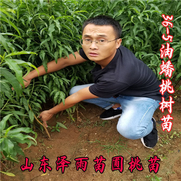 金灿黄桃苗