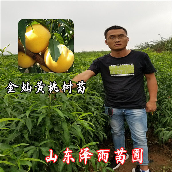 金灿桃树苗