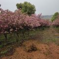 街道園林建設(shè) 花葉觀賞兩相宜  慶華櫻花苗圃基地便宜出售