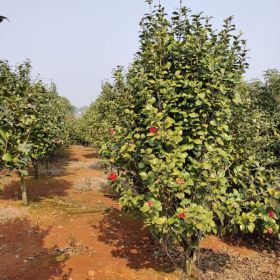 供应质优价廉的茶花小苗 九江庆华茶花苗圃基地大量批发