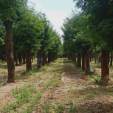 **的國(guó)槐 80公分國(guó)槐菏澤種植基地