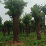 大国槐 70公分国槐菏泽种植基地