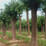 基地直销垂柳价格 菏泽货成活率高